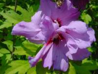 hibiscus mauve coeur rouge double.JPG